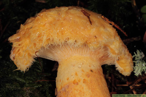 Skäggriska, Lactarius torminosus